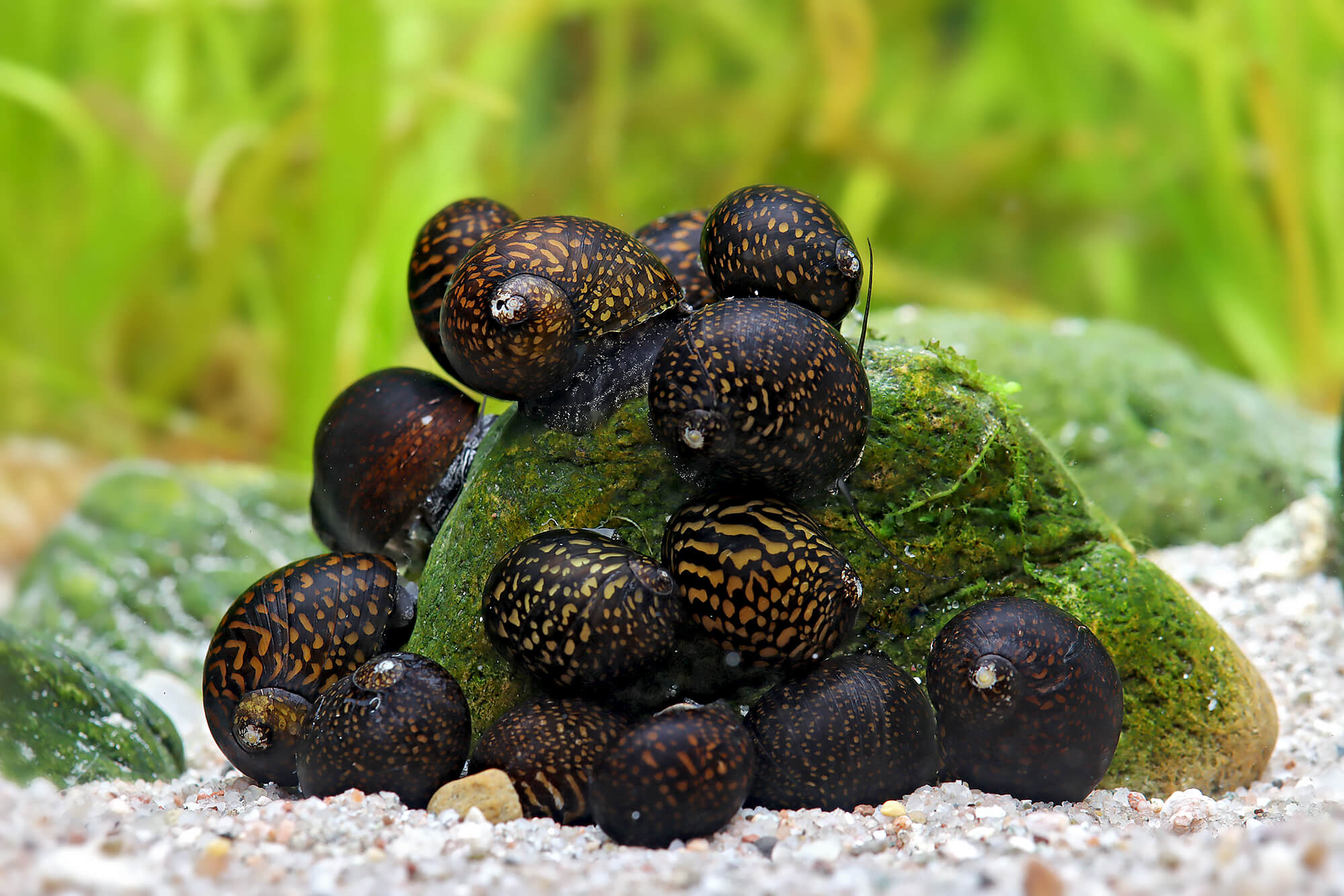 Midnight Lady Snail (Vittina sp.)